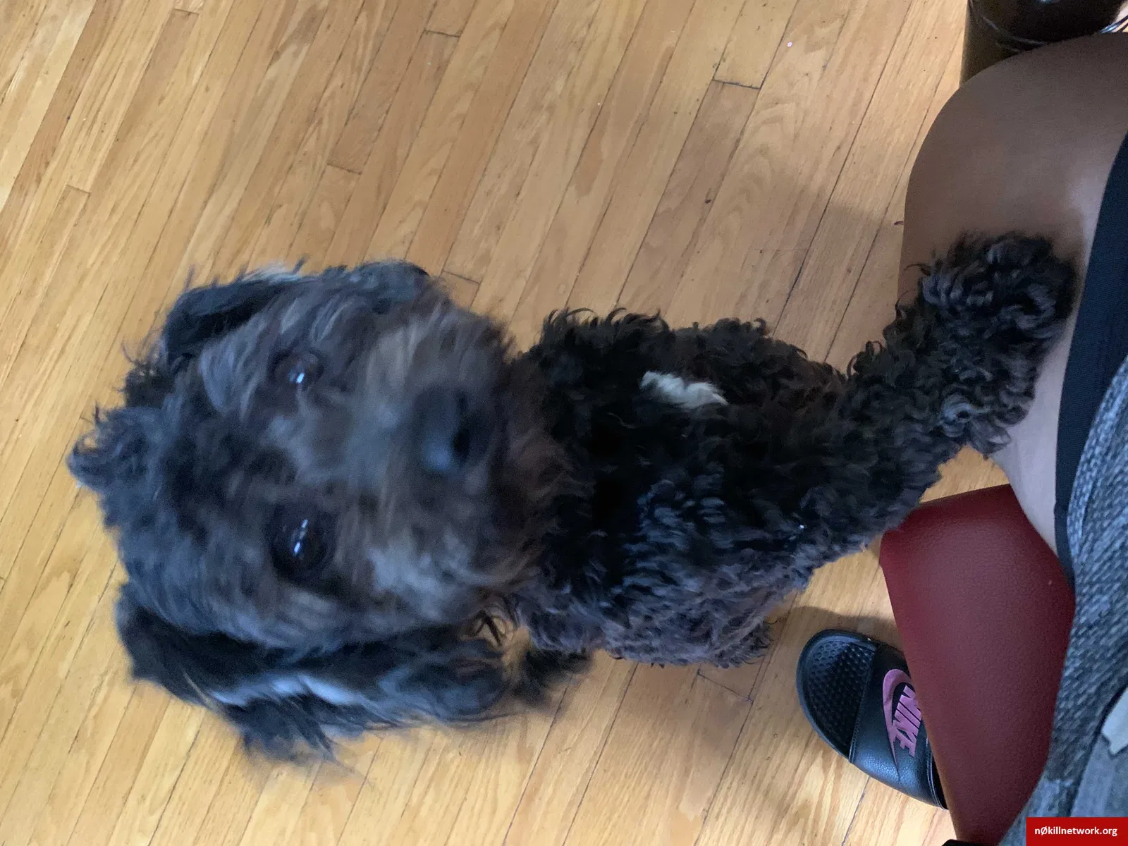 Missing Dog