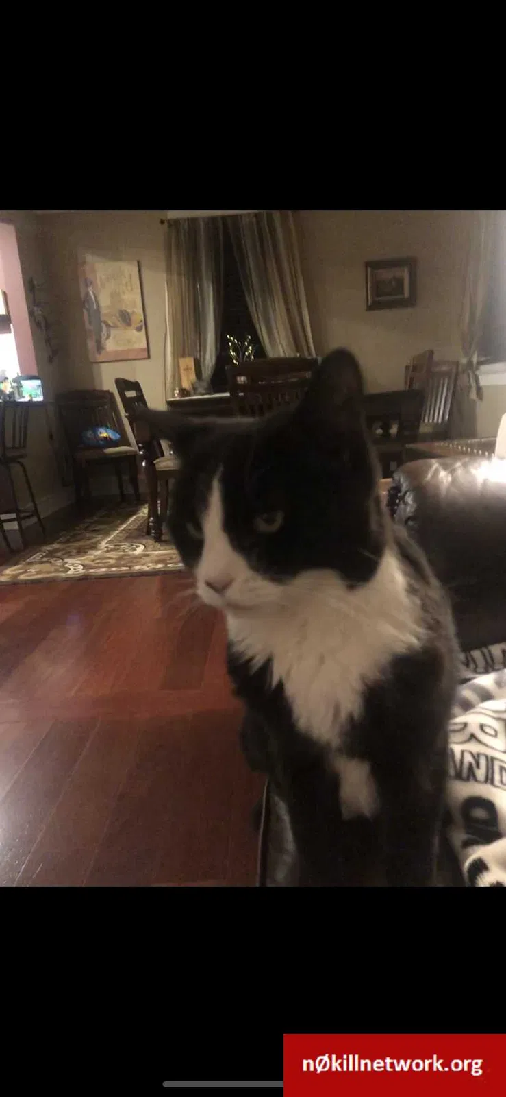 Lost cat in Staten Island, NY, 10314