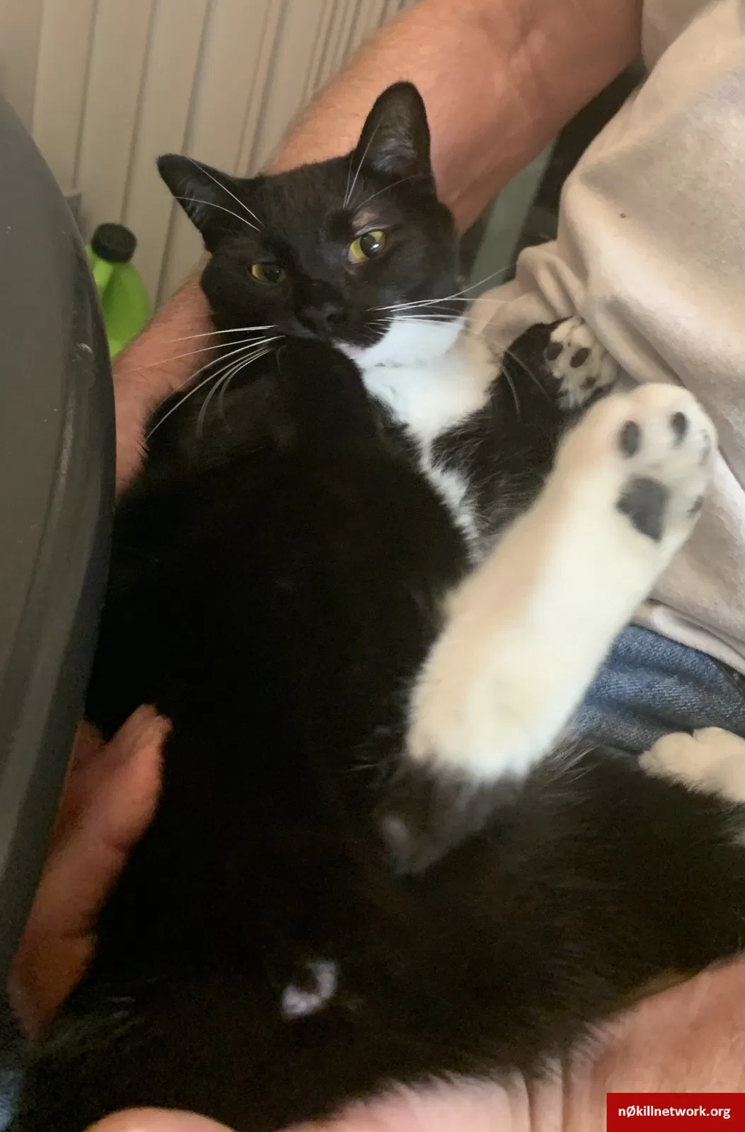 Lost cat in Fairfax, VA, 22030