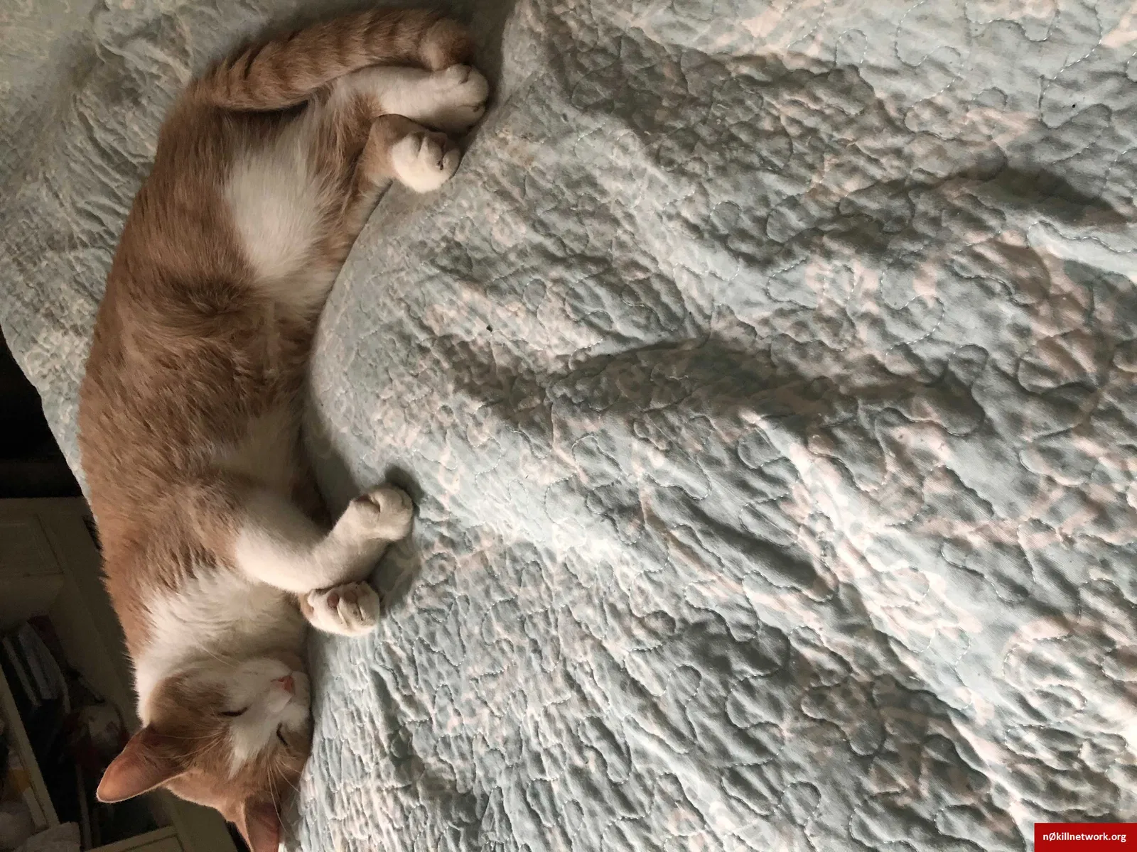Lost cat in Buffalo Grove, IL, 60089