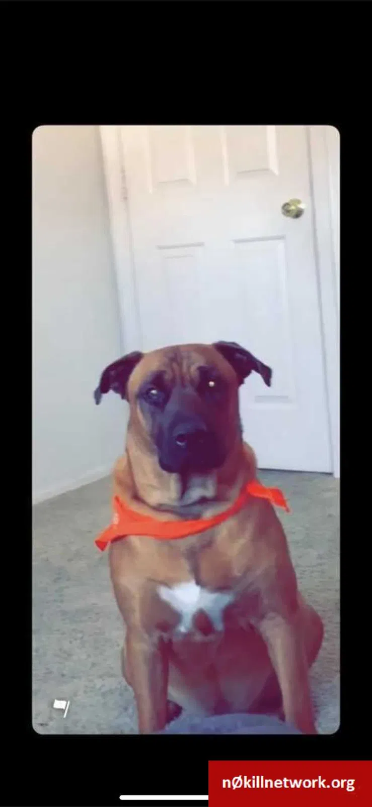 Lost dog in Mesa, AZ, 85208