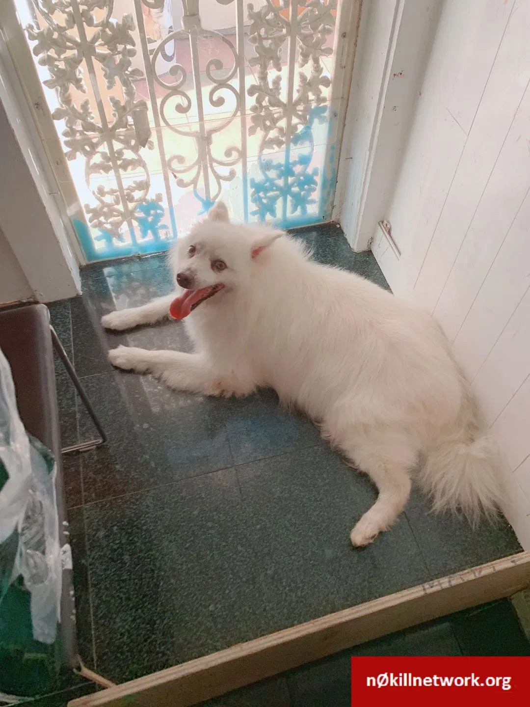 Lost dog in Elmhurst, NY, 11373