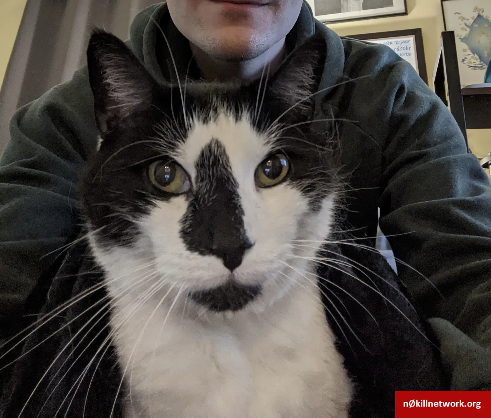 Lost cat in Unknown, MA, 2319