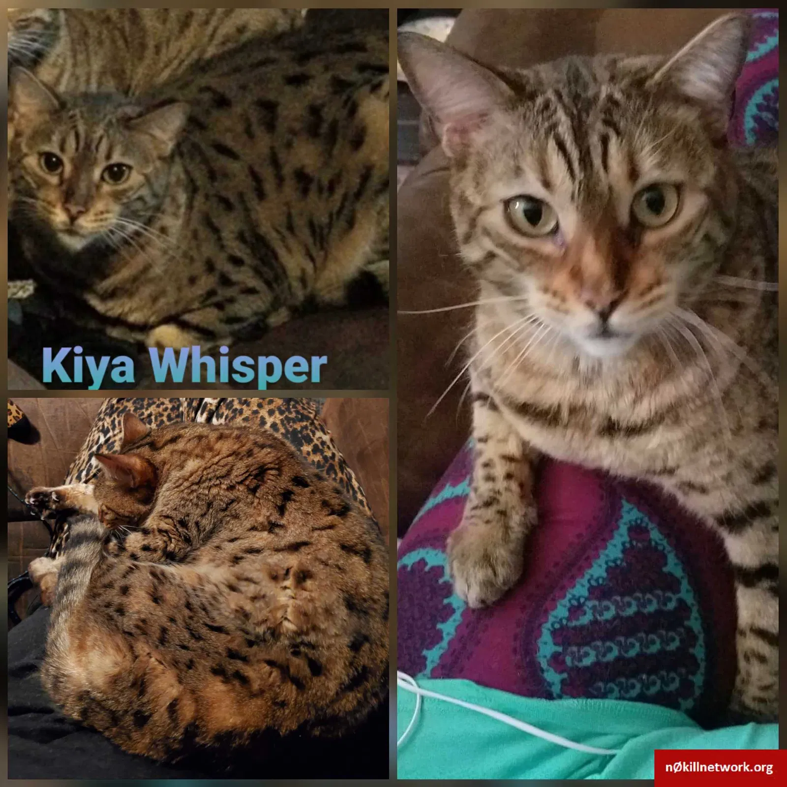 Lost cat in Keller, TX, 76244