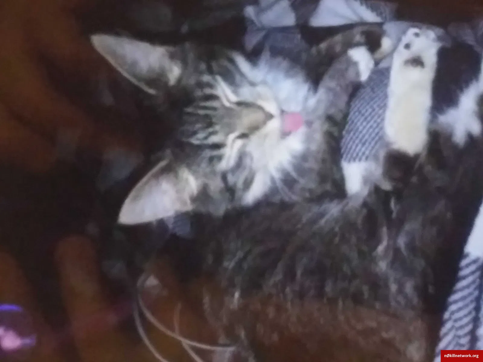Lost cat in Bessemer City, NC, 28016