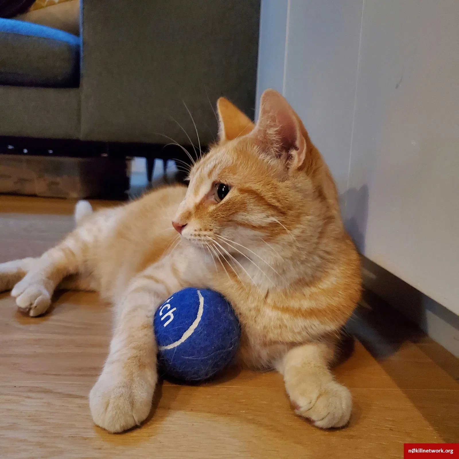 Lost cat in Austin, TX, 78704