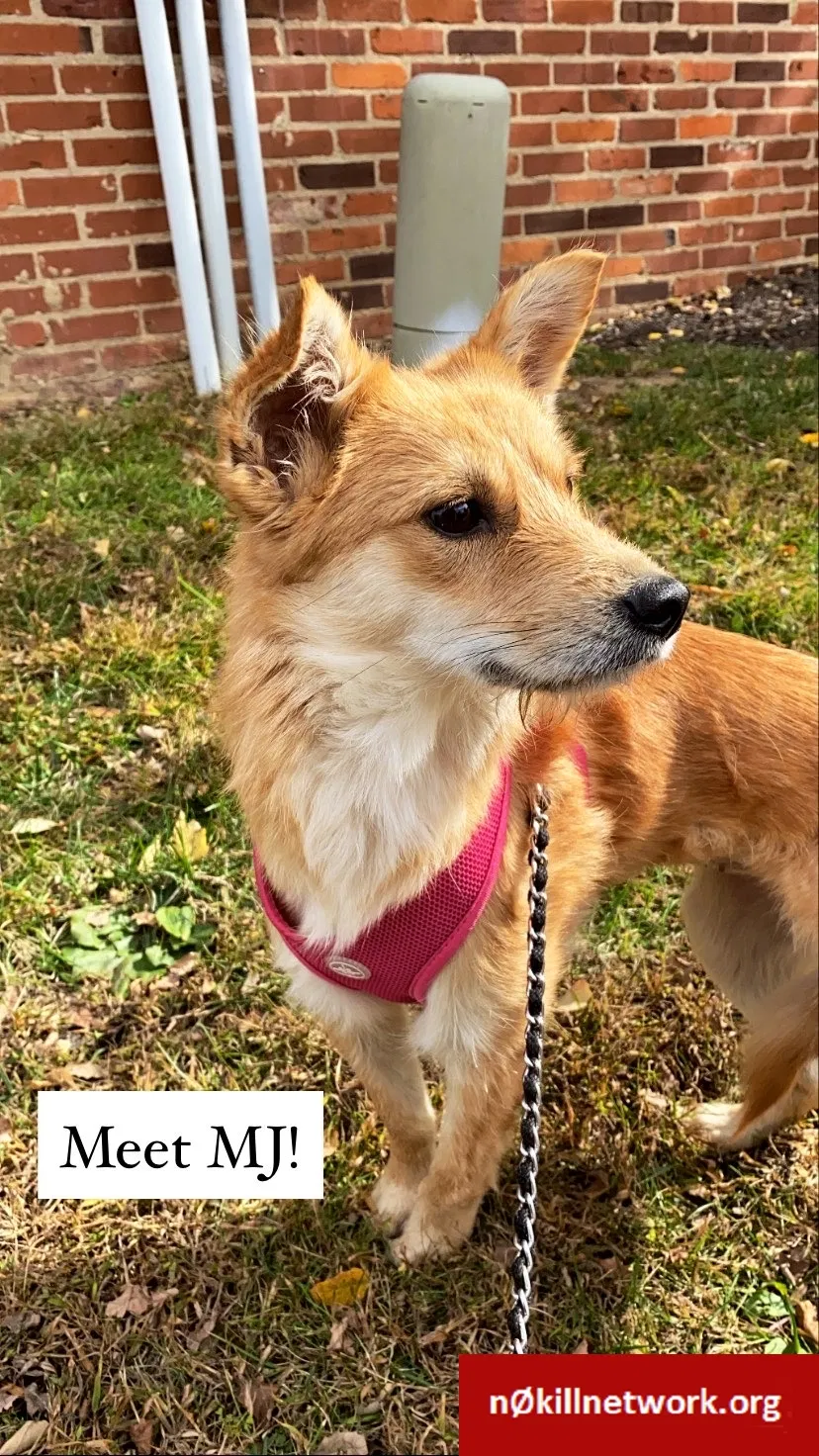 Lost dog in Ballwin, MO, 63021
