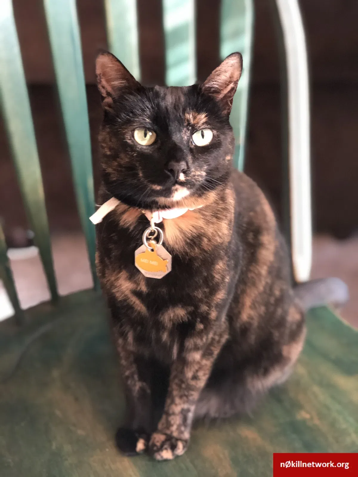 Lost cat in Austin, TX, 78751