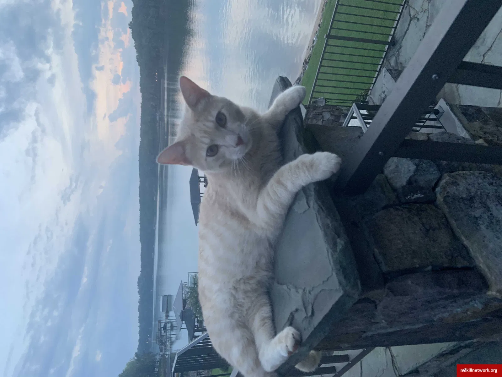 Lost cat in Belmont, NC, 28012