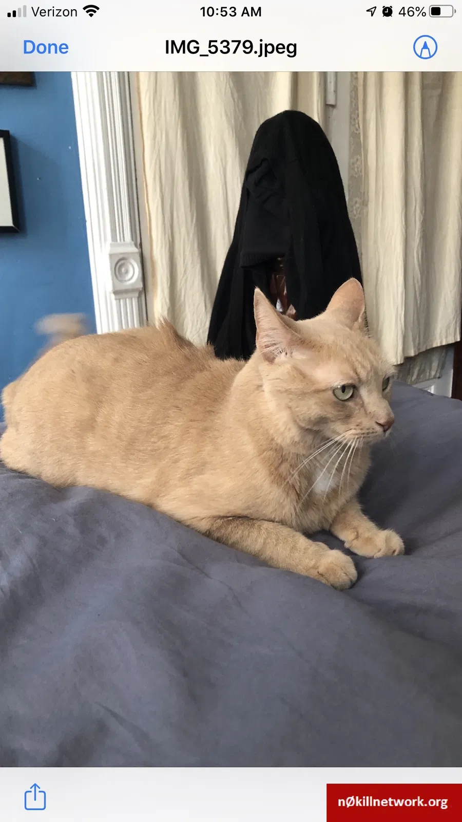 Lost cat in Brooklyn, NY, 11221