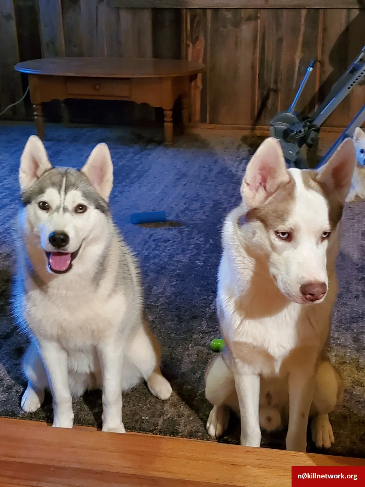 Lost dog in Morganton, NC, 28655