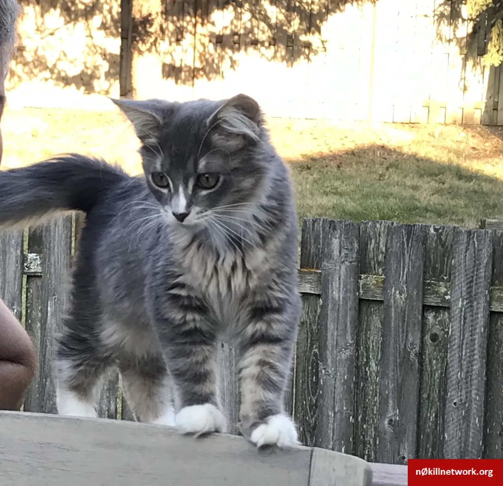 Lost cat in Hanover Park, IL, 60133