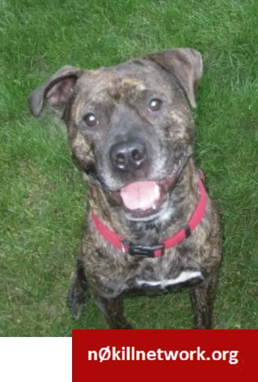 Lost dog in Davisburg, MI, 48350