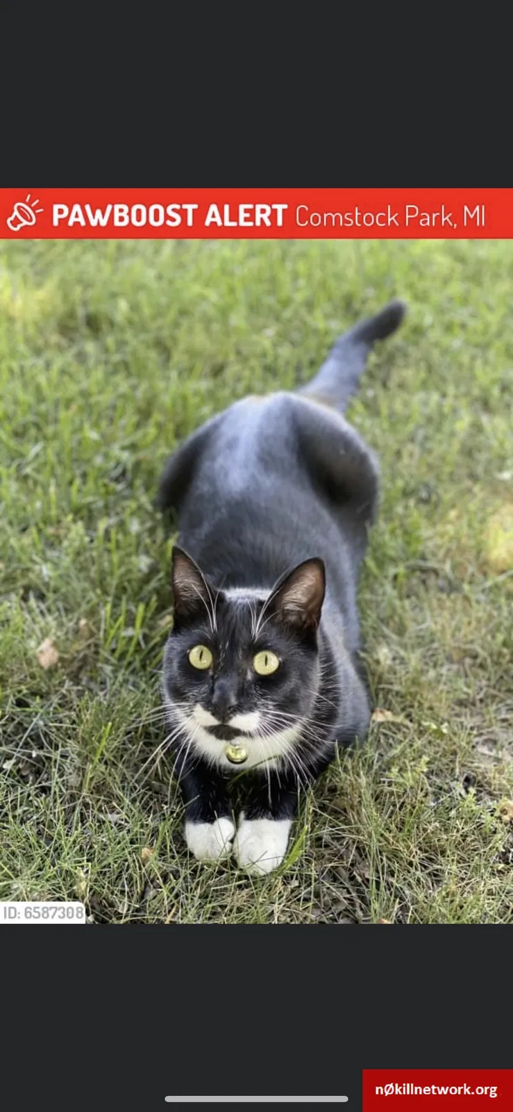 Lost cat in Comstock Park, MI, 49321