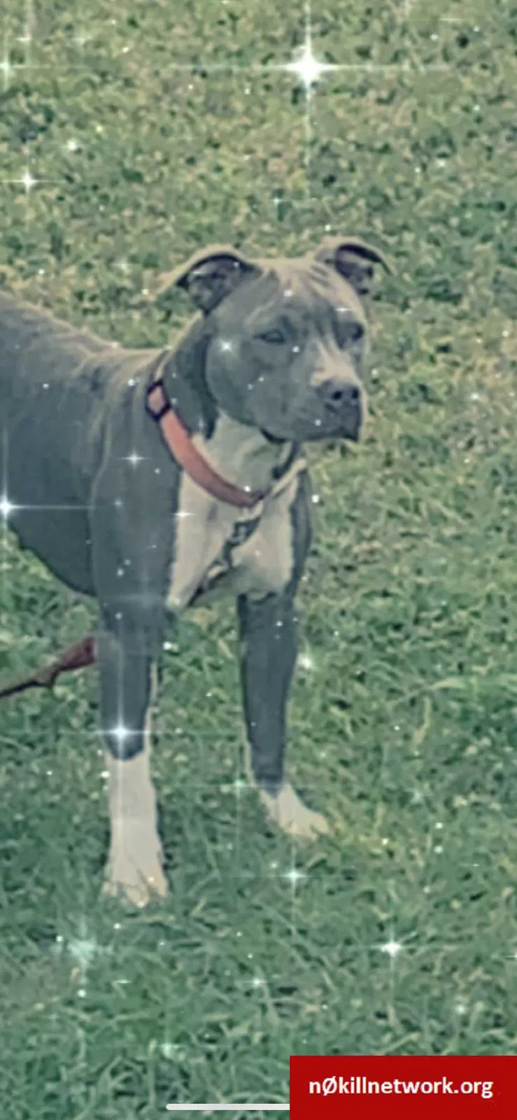 Lost dog in Fort Myers, FL, 33905
