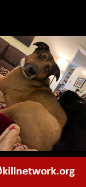 Lost dog in Roanoke, VA, 24018