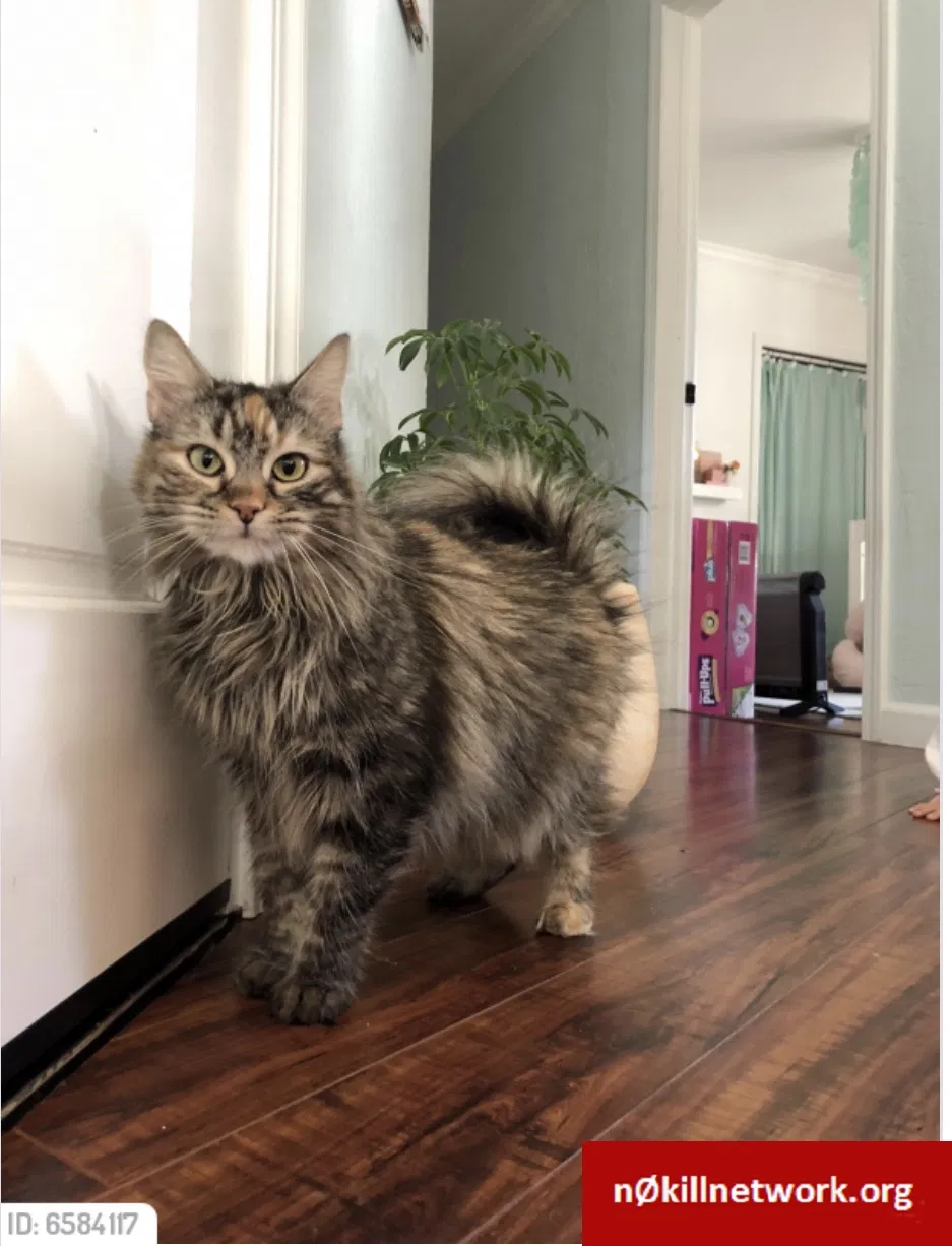 Lost cat in Scotts Valley, CA, 95066