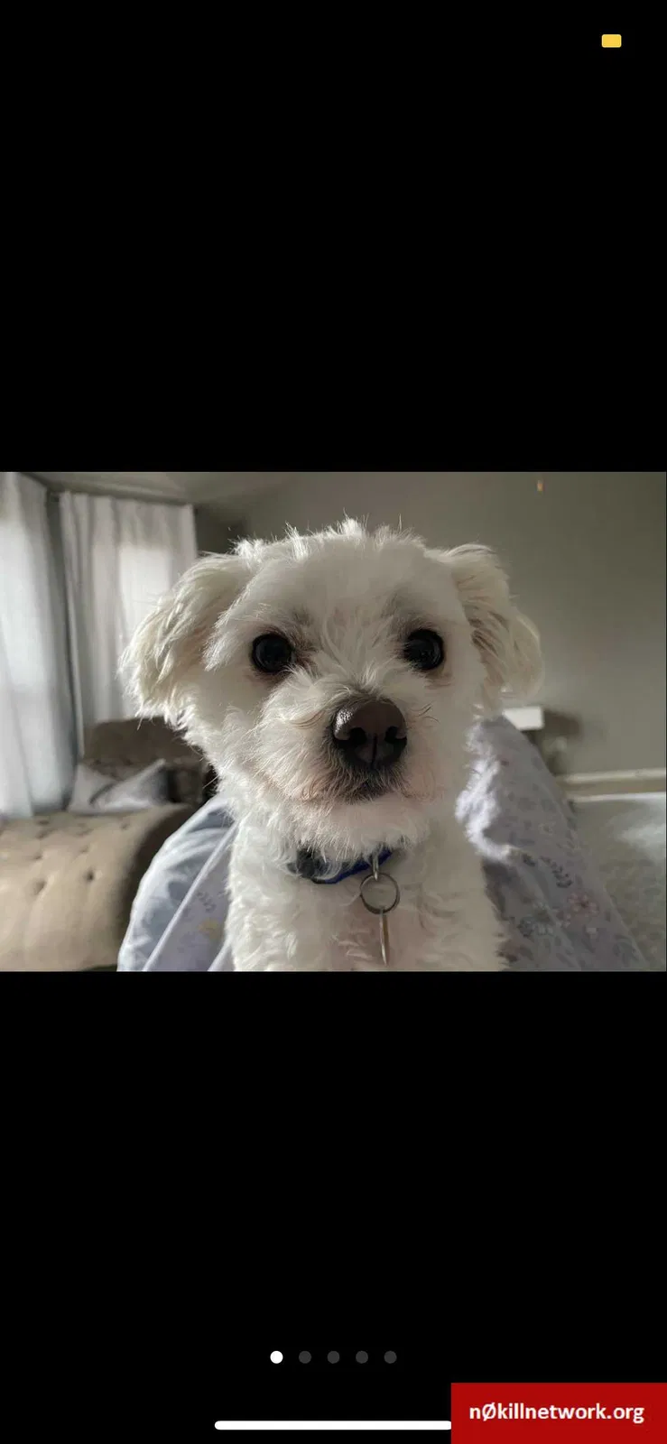 Lost dog in Pflugerville, TX, 78660