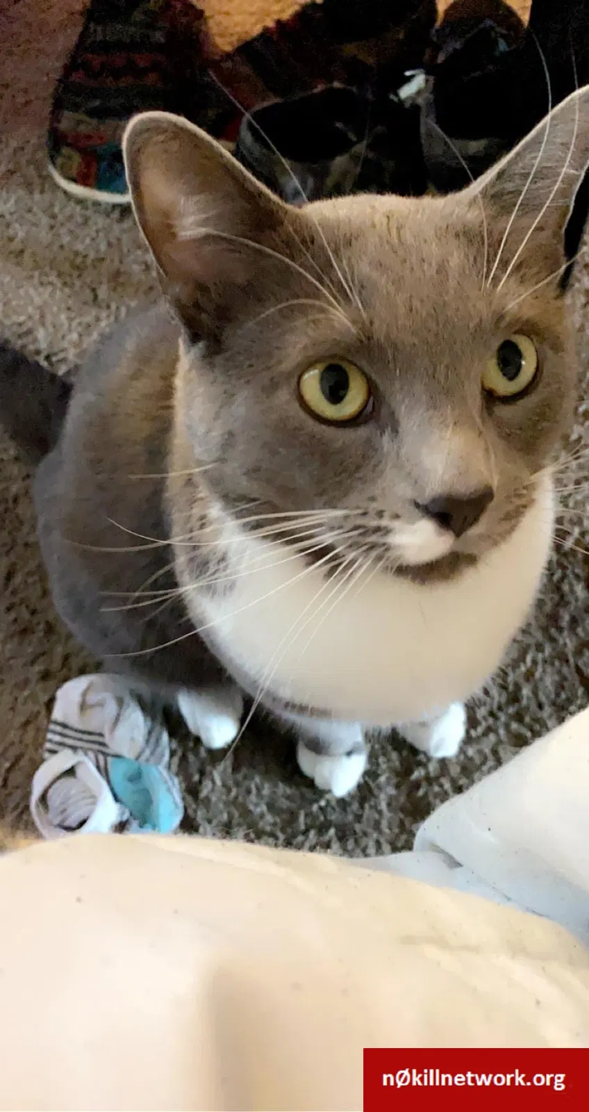Lost cat in Knoxville, TN, 37923