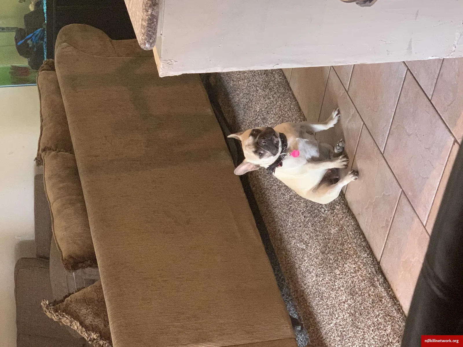 Lost dog in Glendale, AZ, 85302