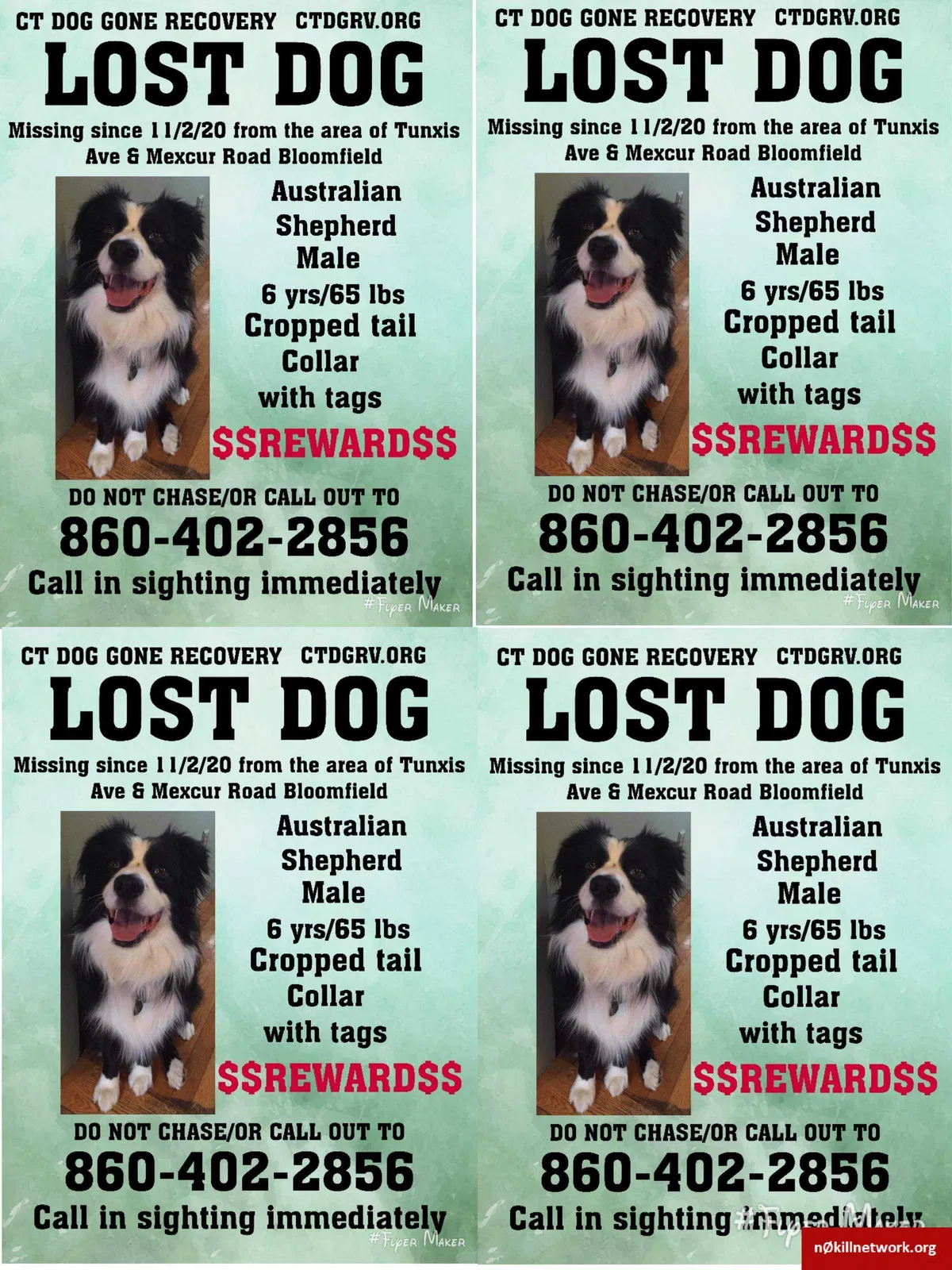 Lost dog in Bloomfield, CT, 6002