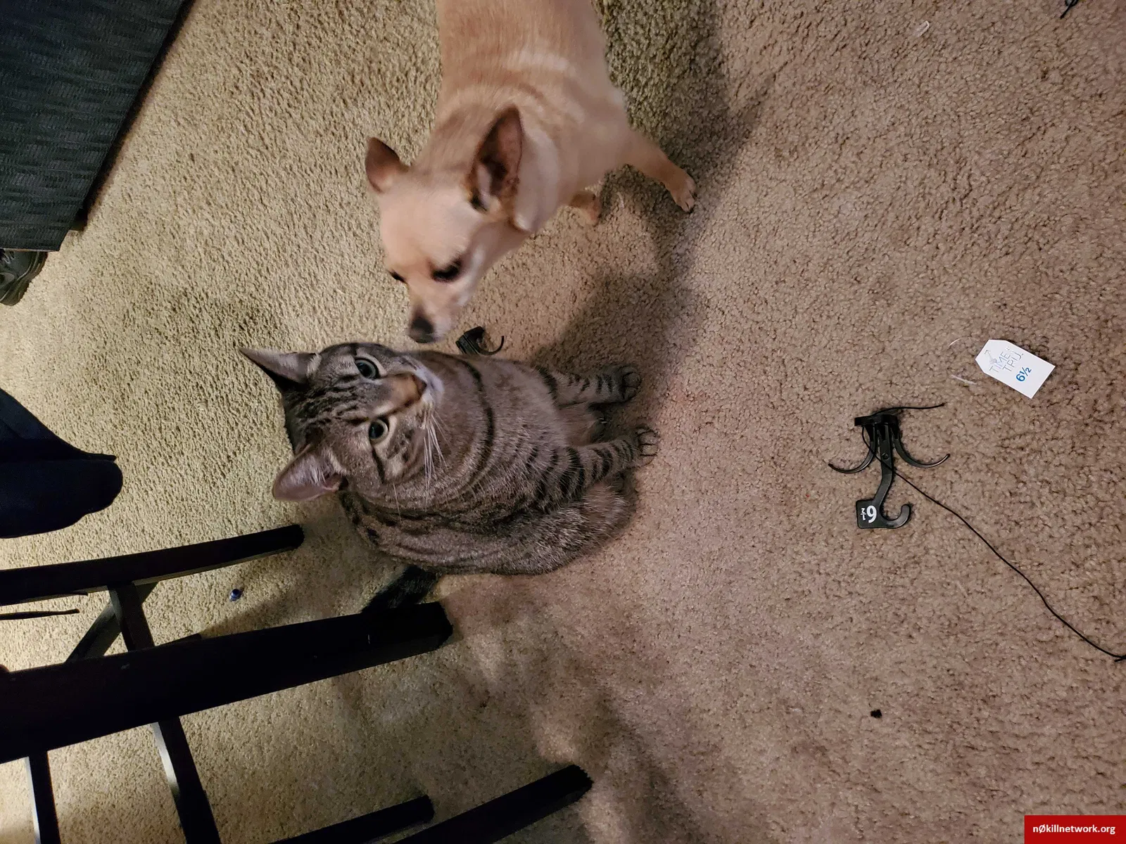 Lost cat in Richmond, VA, 23225