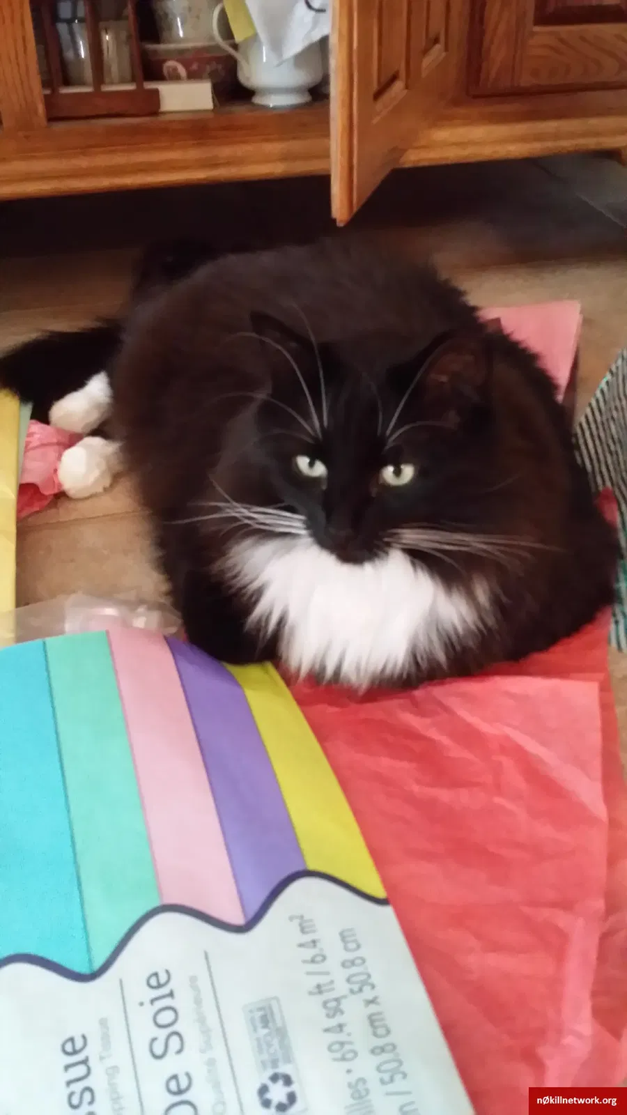 Lost cat in Deer Park, NY, 11729