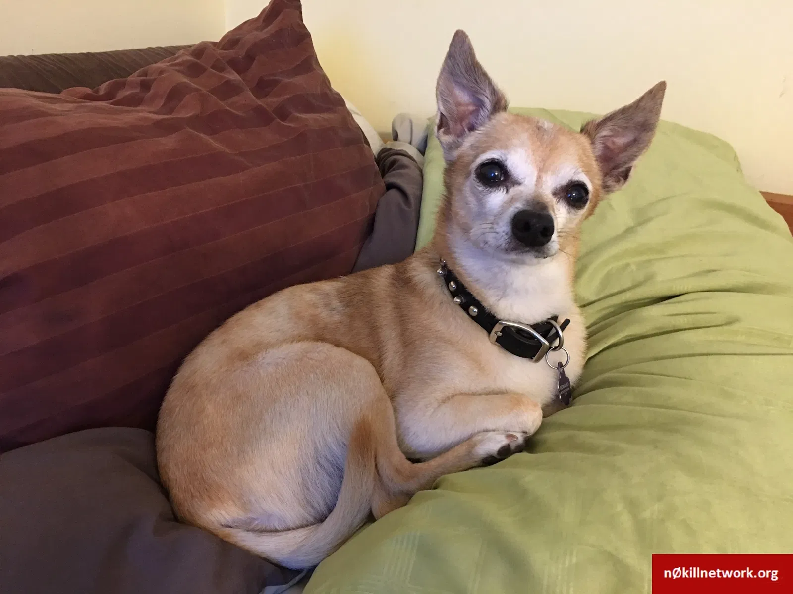 Lost dog in Ramona, CA, 92065