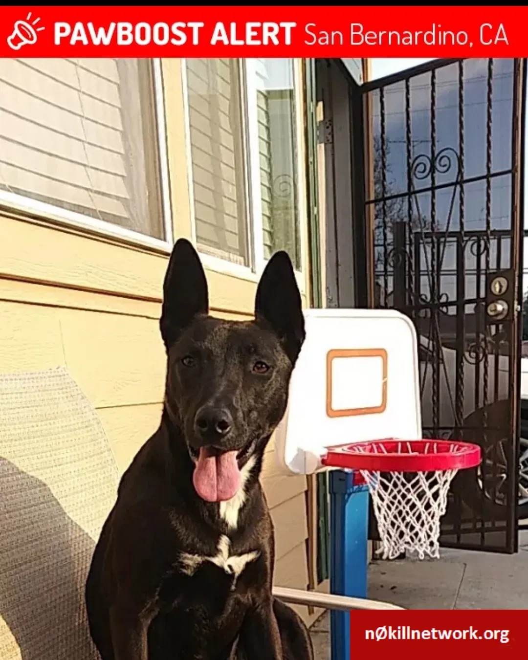 Lost dog in San Bernardino, CA, 92404