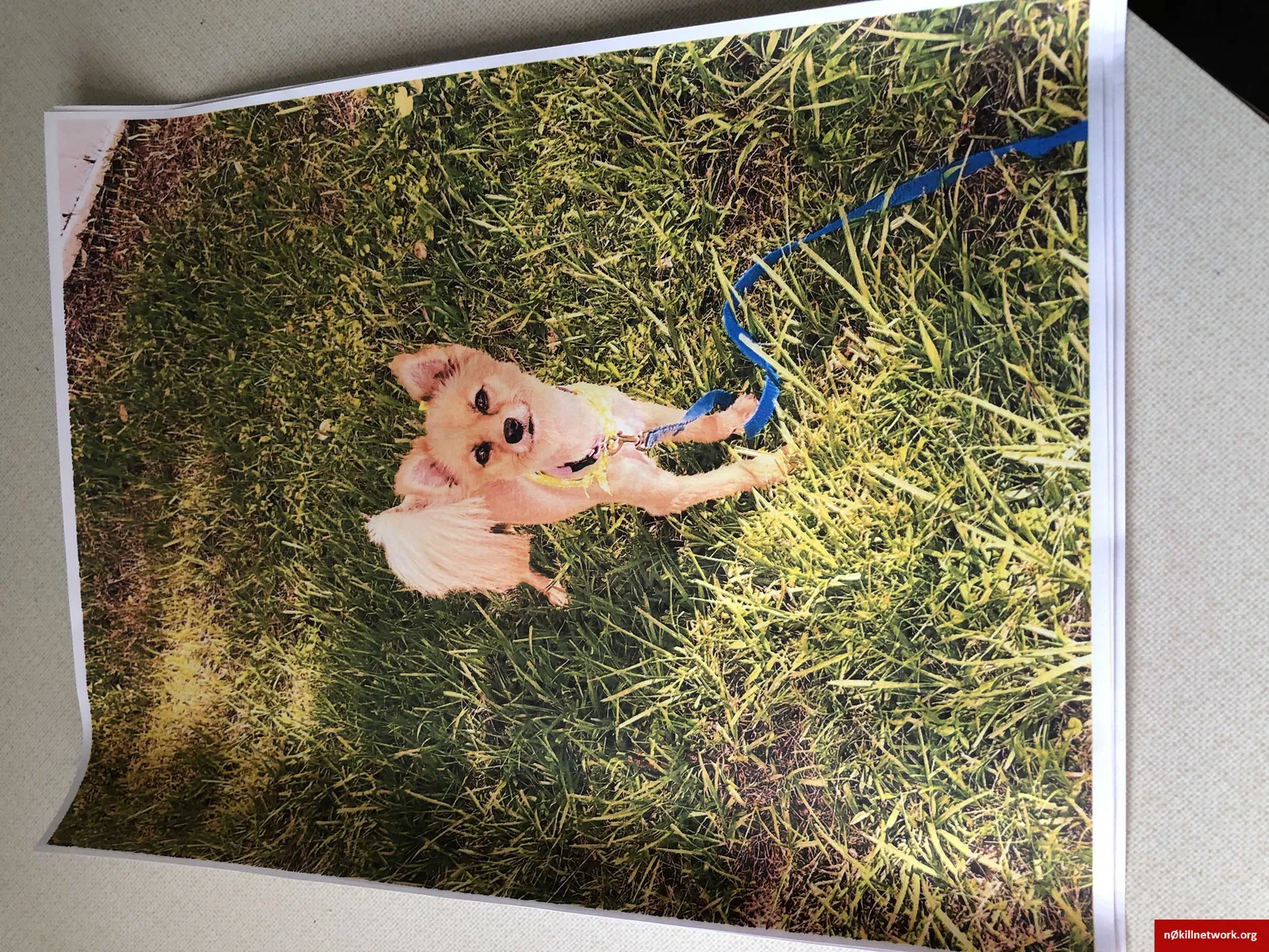 Lost dog in Kissimmee, FL, 34758