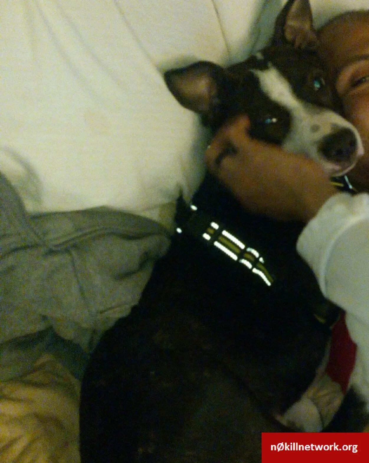 Lost dog in Tulsa, OK, 74136