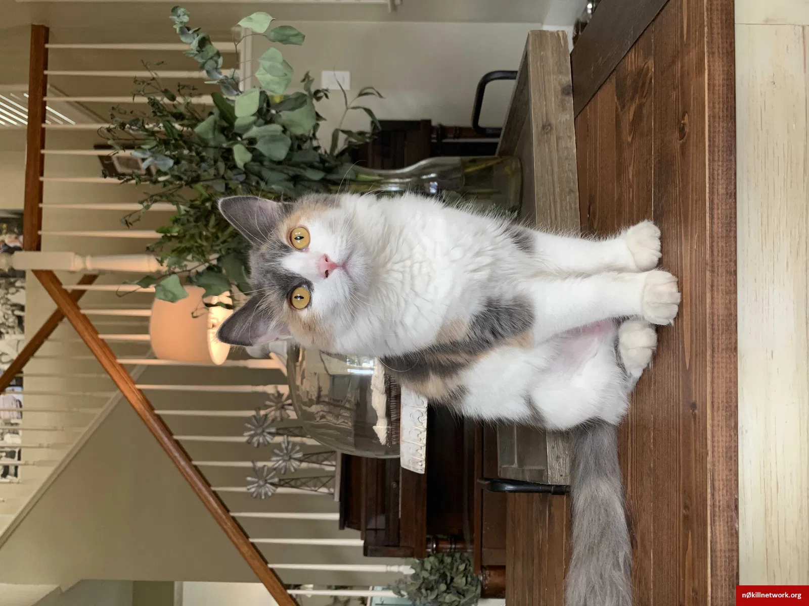 Lost cat in Turlock, CA, 95382