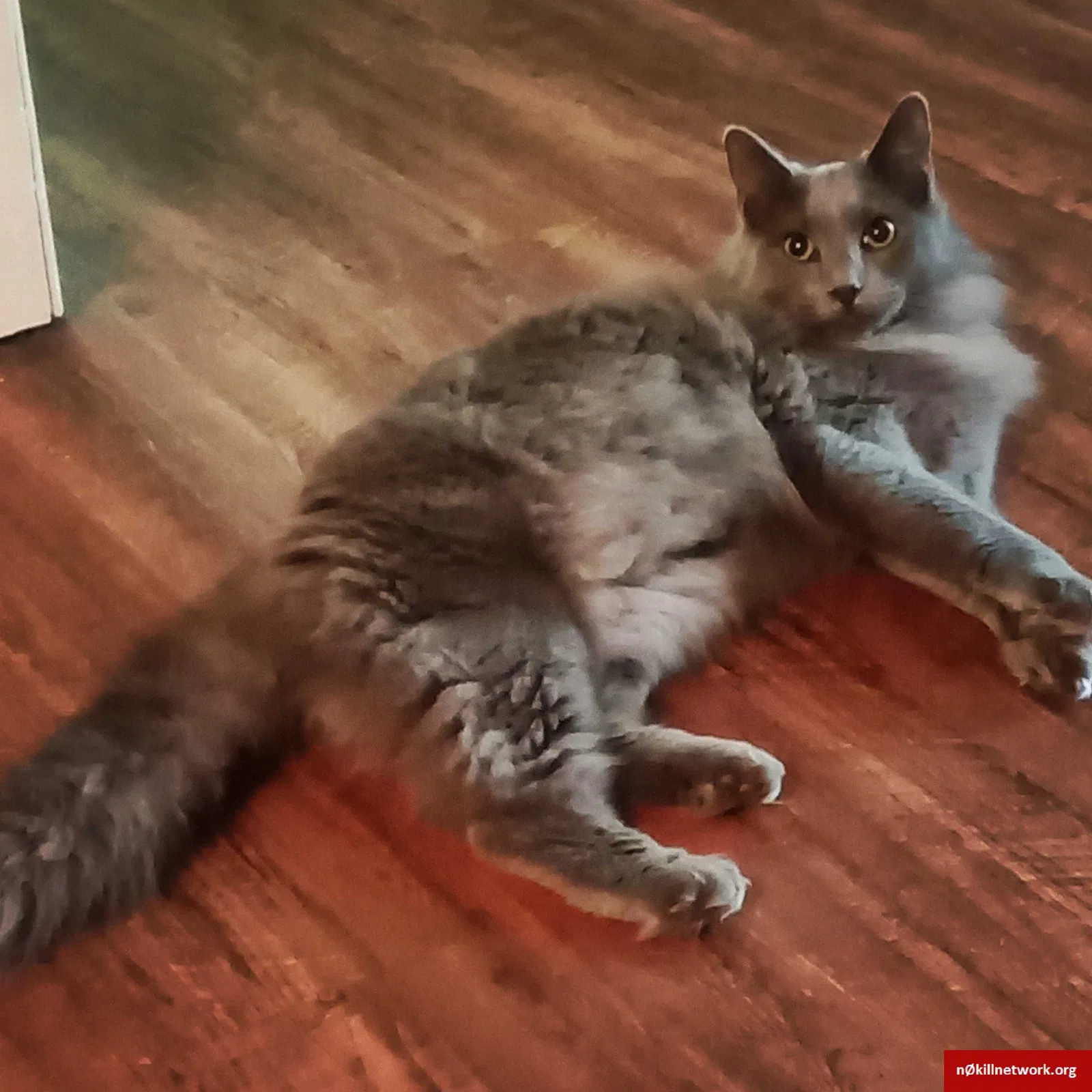 Lost cat in Conway, AR, 72034