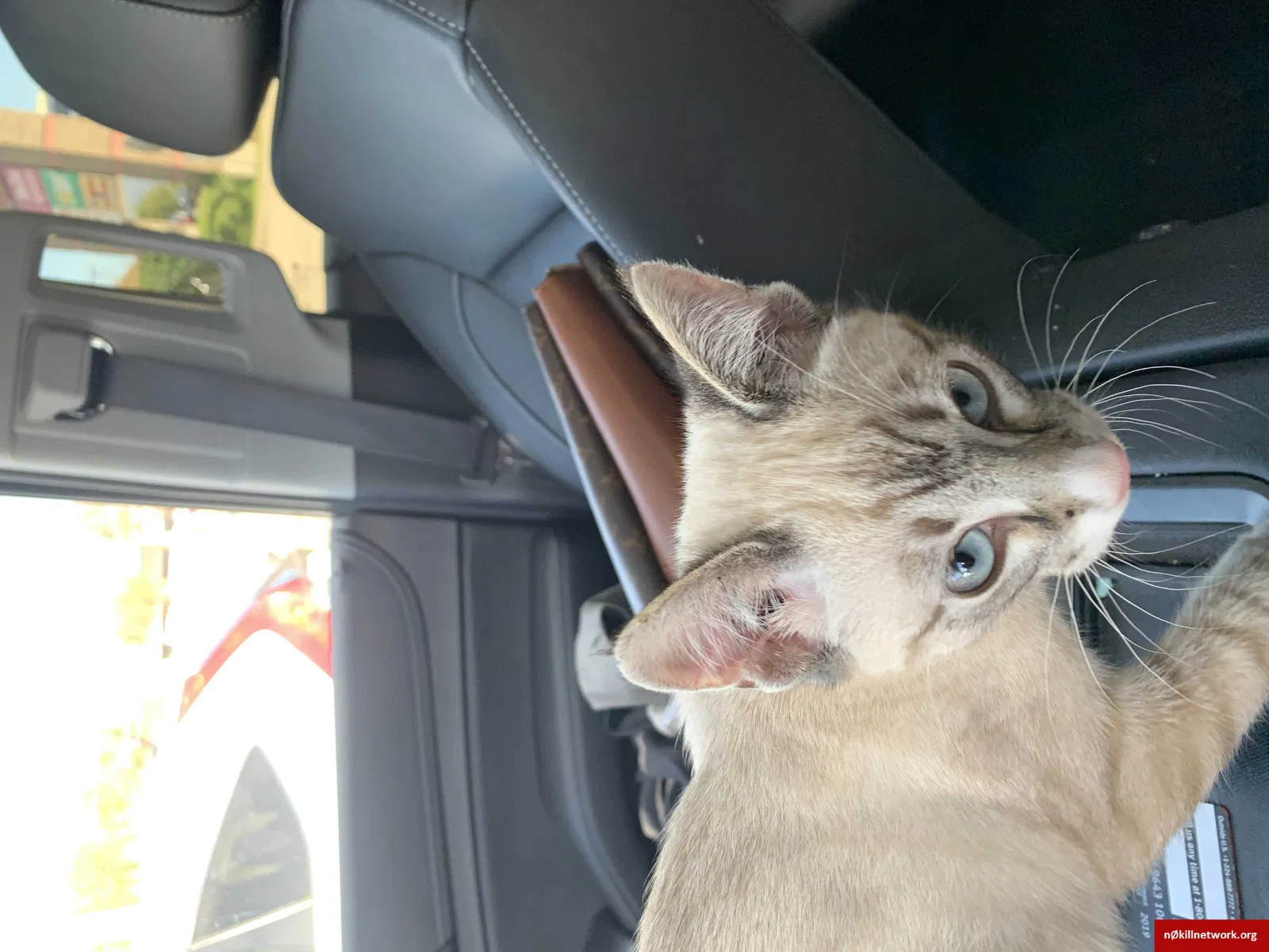 Lost cat in New Orleans, LA, 70124