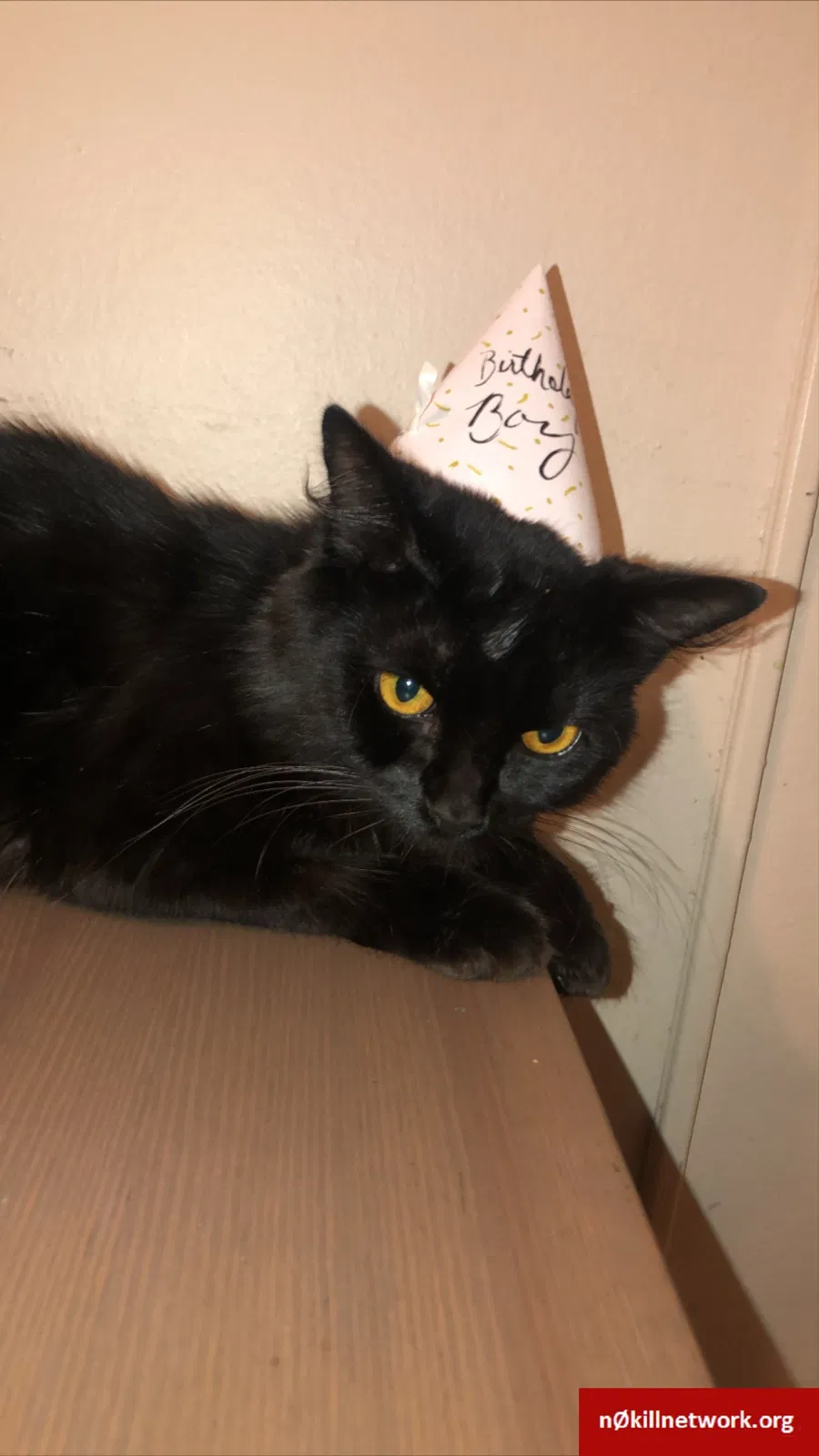 Lost cat in Tustin, CA, 92780