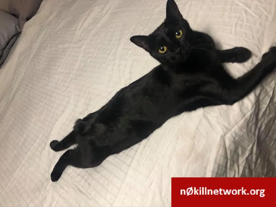 Lost cat in Vancleave, MS, 39565