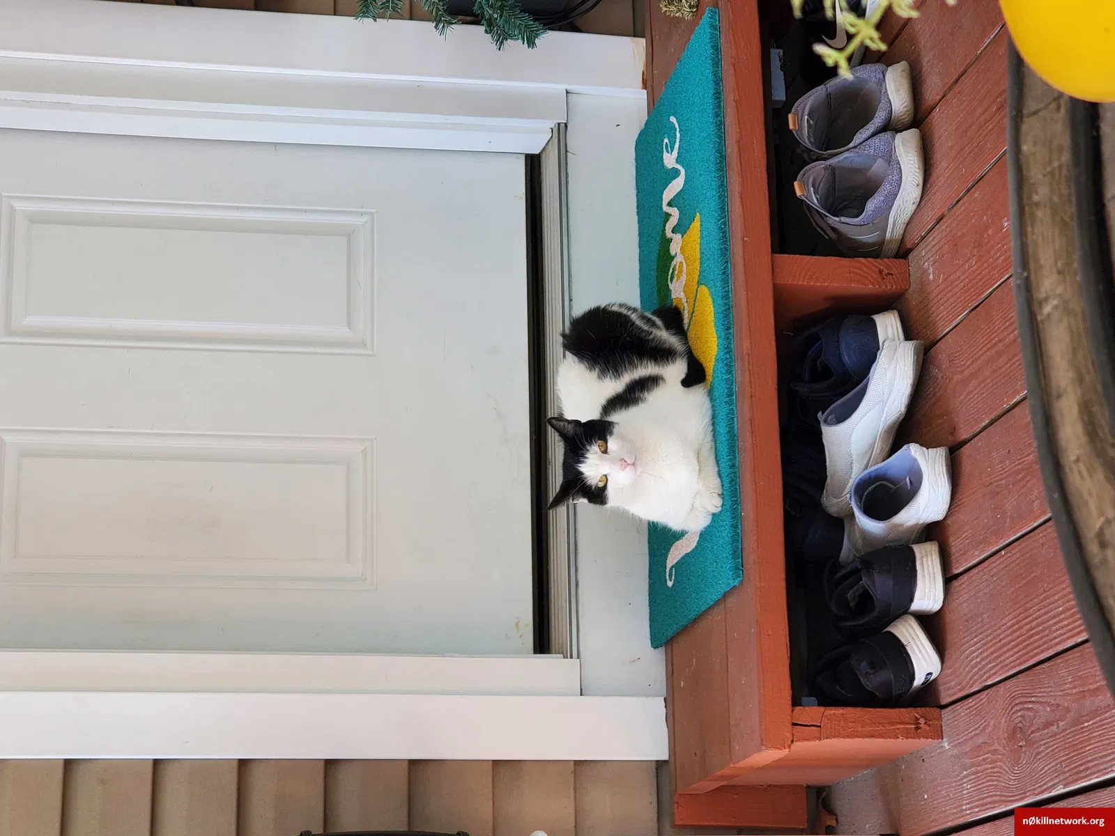 Lost cat in Keyport, NJ, 7735