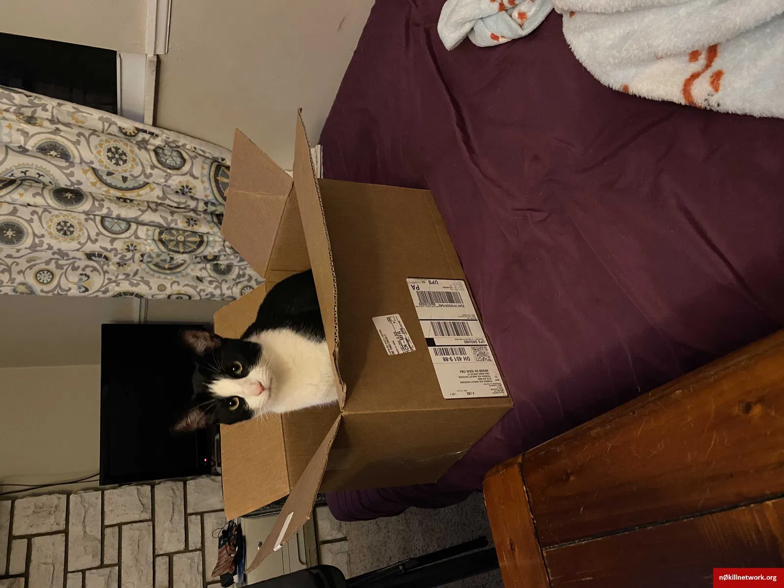Lost cat in Cincinnati, OH, 45239