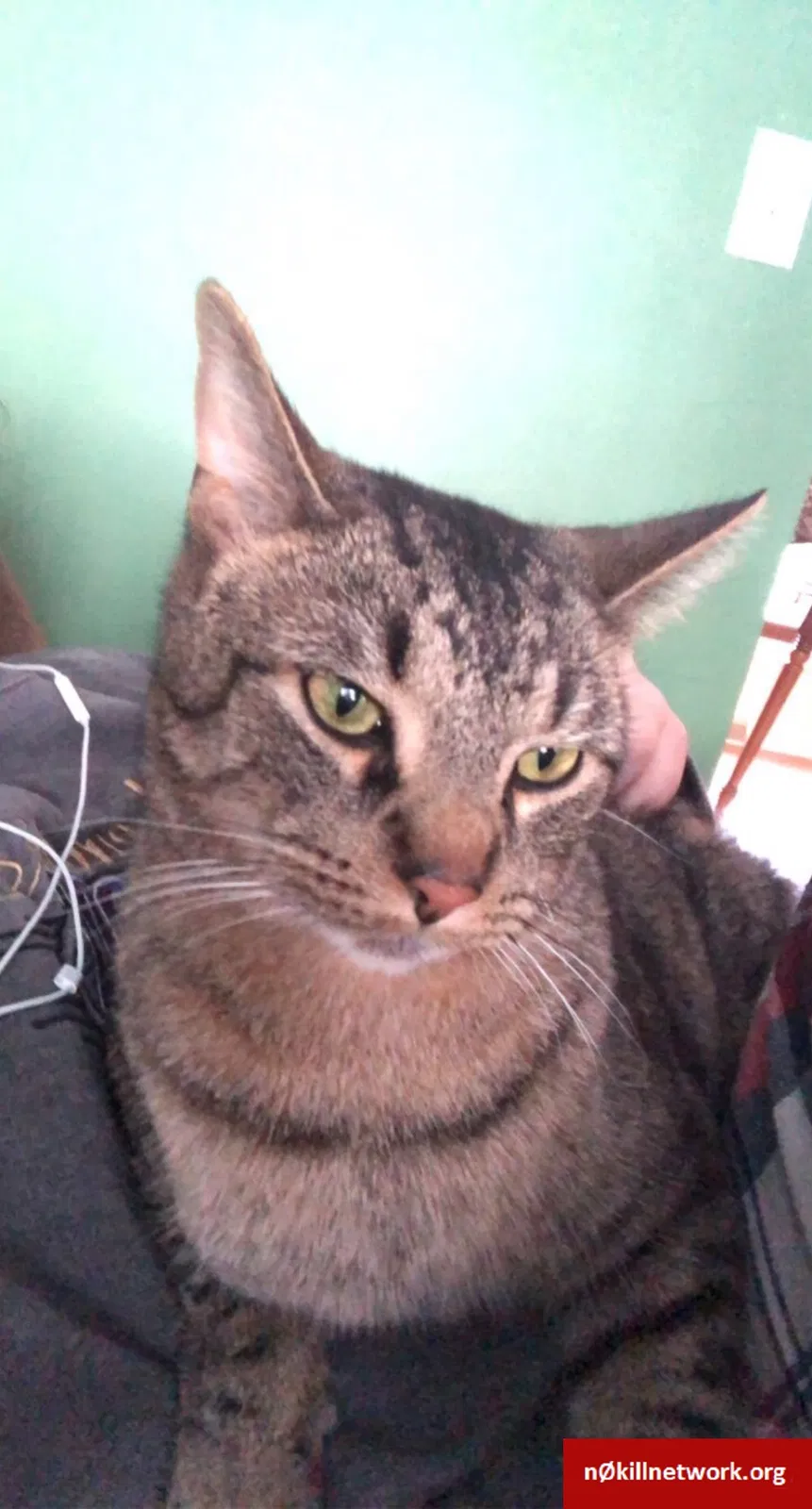 Lost cat in Cedar Springs, MI, 49319
