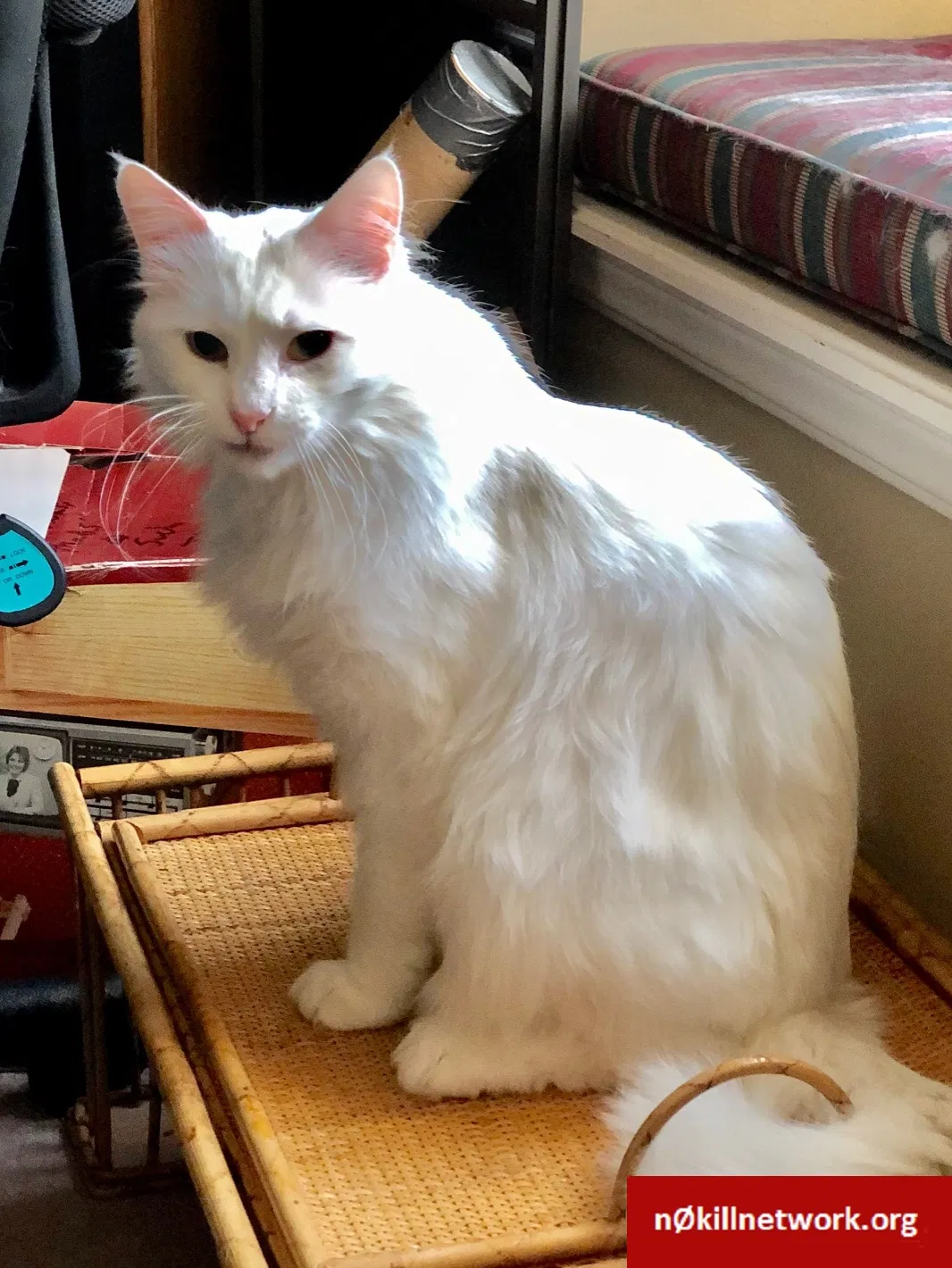 Lost cat in Wichita, KS, 67203