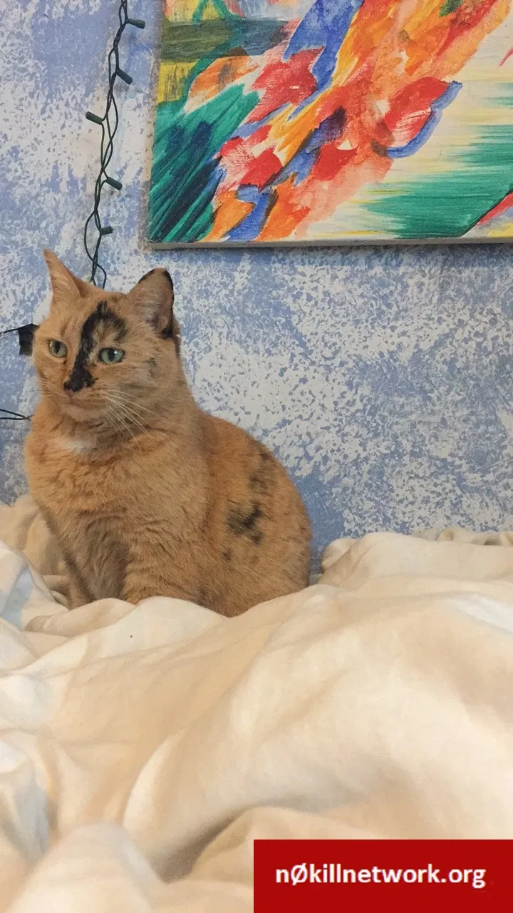 Lost cat in Minneapolis, MN, 55406