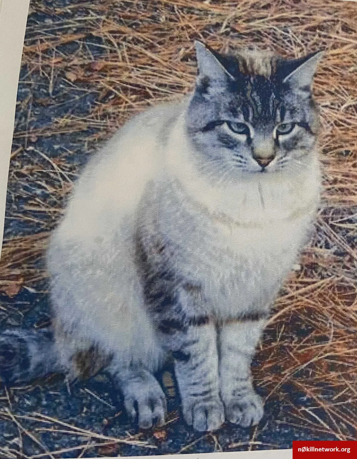 Lost cat in Sparks, NV, 89441