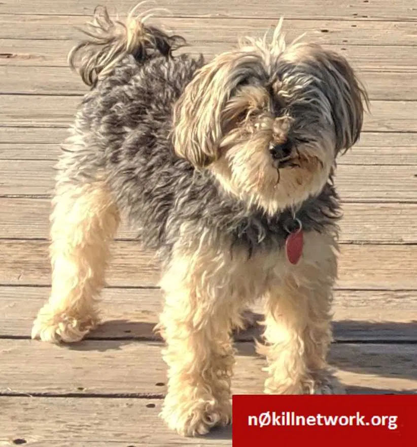 Lost dog in Otis Orchards, WA, 99027