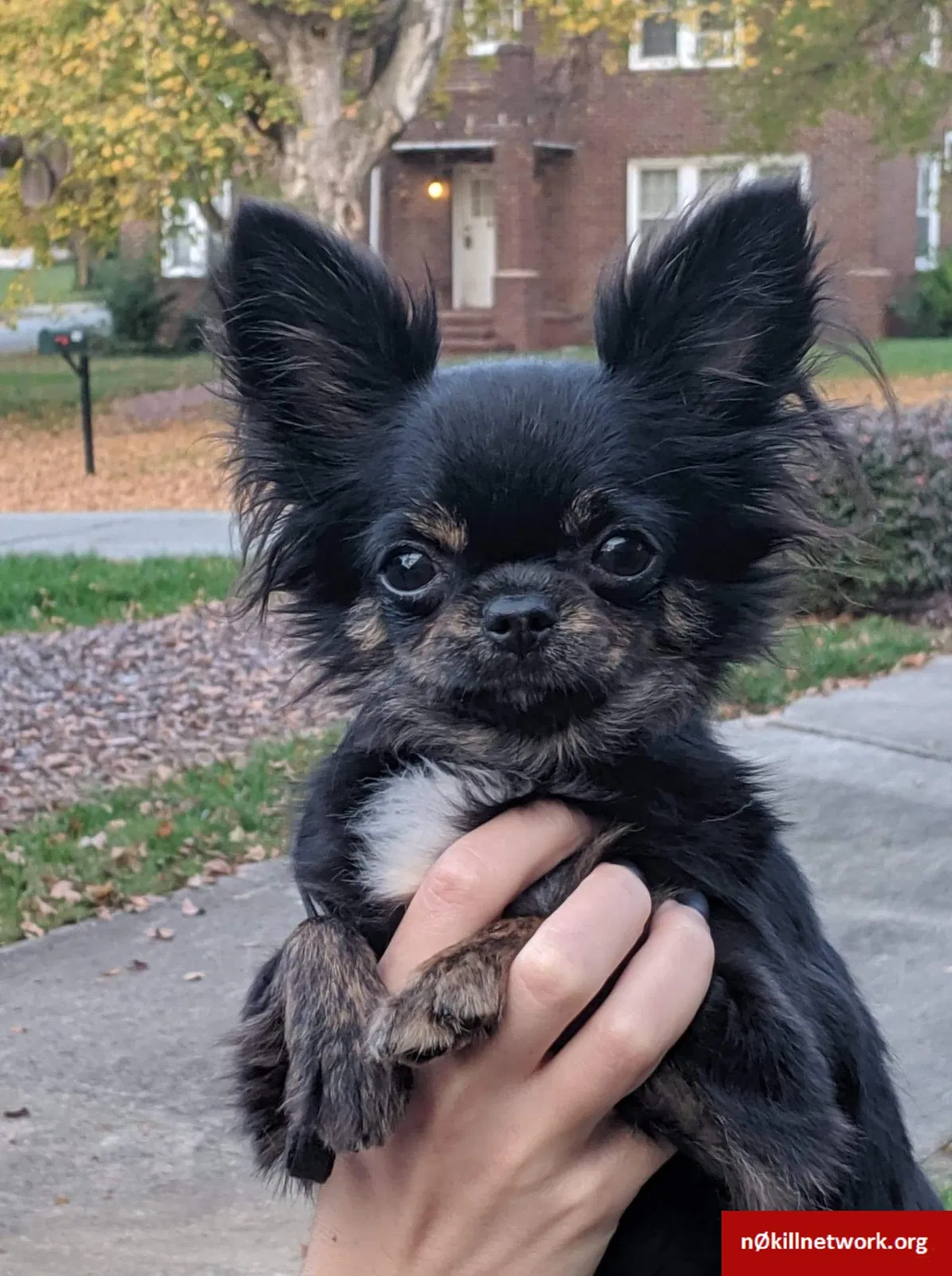 Lost dog in High Point, NC, 27265