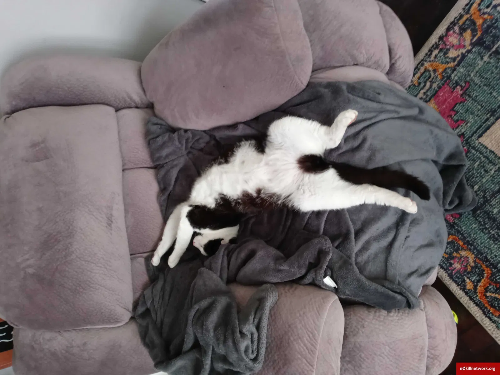Lost cat in Virginia Beach, VA, 23452