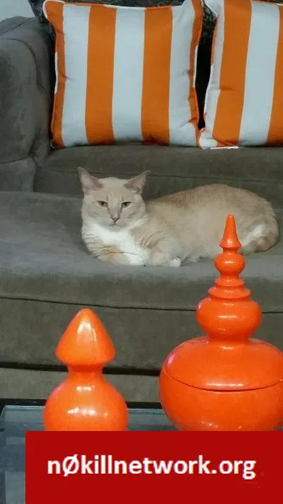 Lost cat in Chicago, IL, 60617