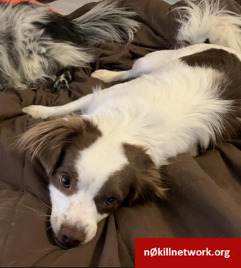 Lost dog in Amarillo, TX, 79109