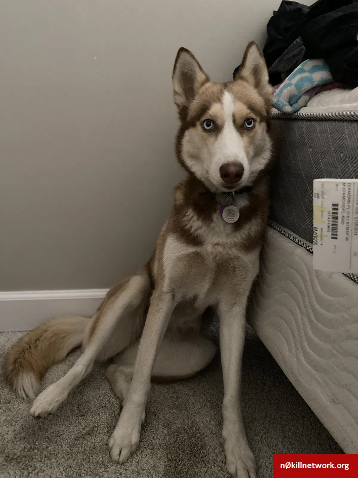 Lost dog in Sacramento, CA, 95826