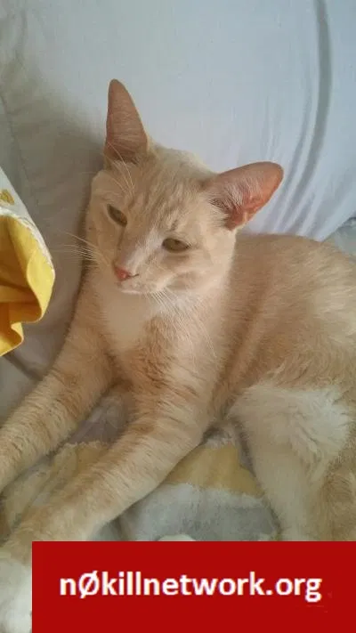Lost cat in Chicago, IL, 60617