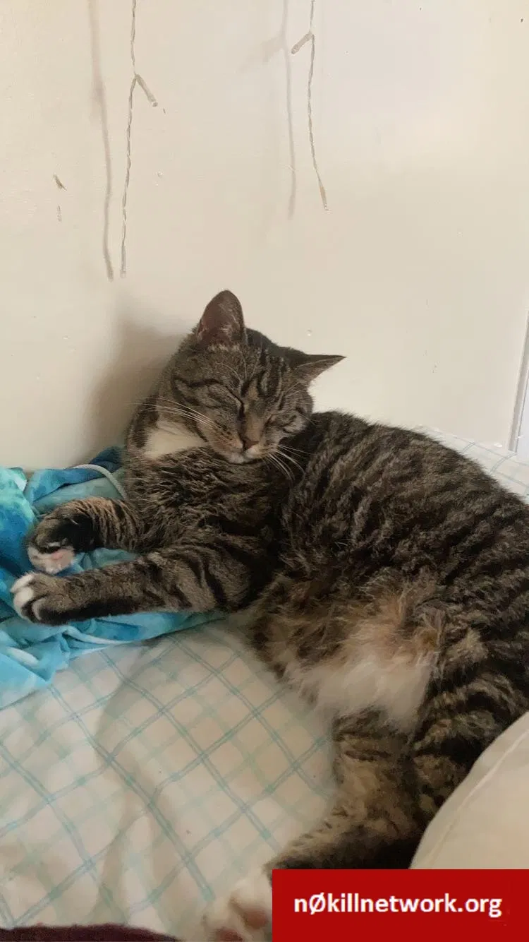 Lost cat in Endicott, NY, 13760
